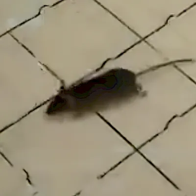 birdmouse