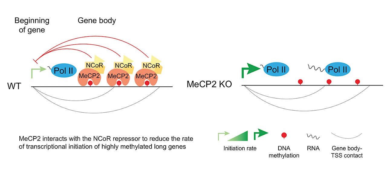 New Insight Into How Mecp2 Regulates Transcription Rett Syndrome Research Trust 6603