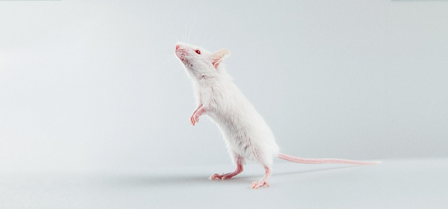 Of Mice and Rett: Novel Therapeutics & Community Support