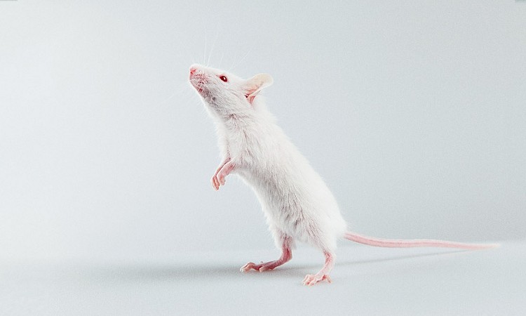 Rett mice