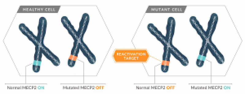 mecp2-diagram