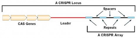 Image courtesy of http://schaechter.asmblog.org/schaechter/2011/04/six-questions-about-crisprs.html